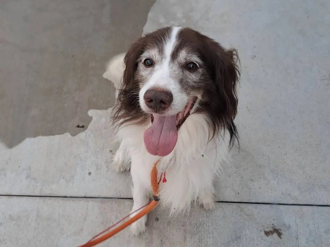 Adotta un cane, maschio, 6 anni e 4 mesi, Milano
