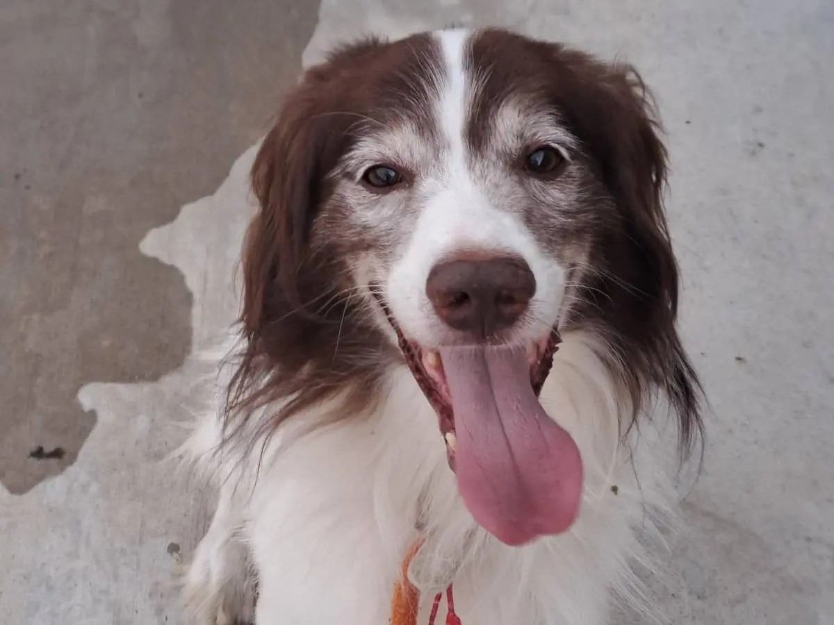 Adozione cane, maschio, Spaniel Razza sconosciuta, 6 anni e 4 mesi, taglia media, Milano