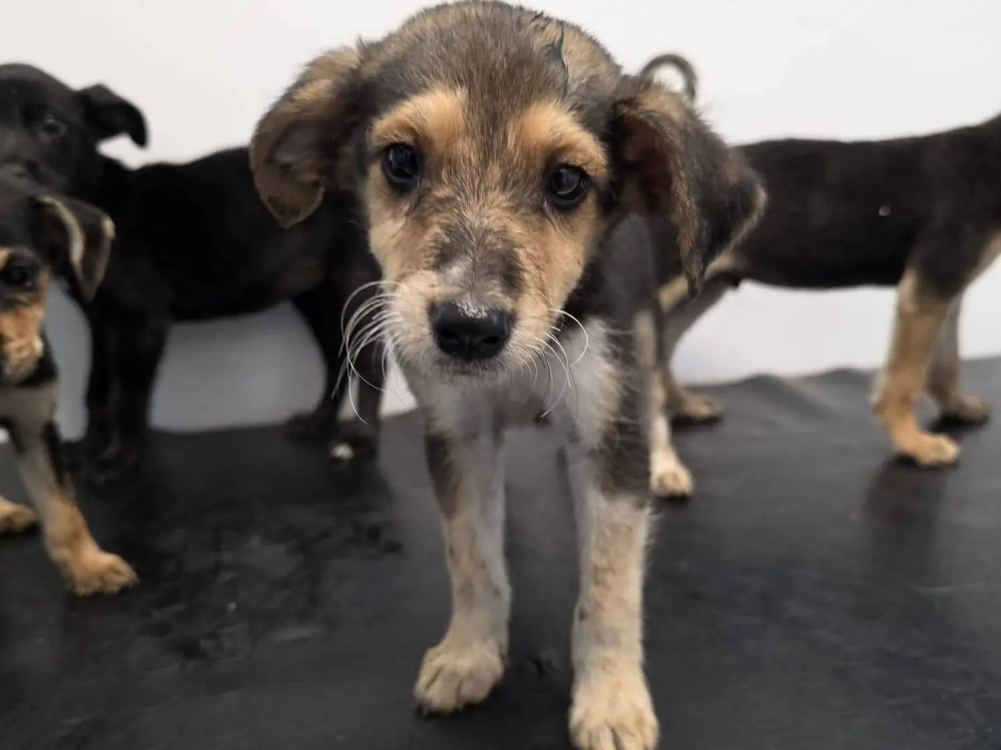 Adozione cane, maschio, Razza sconosciuta Razza sconosciuta, 2 mesi, taglia media contenuta, Reggio