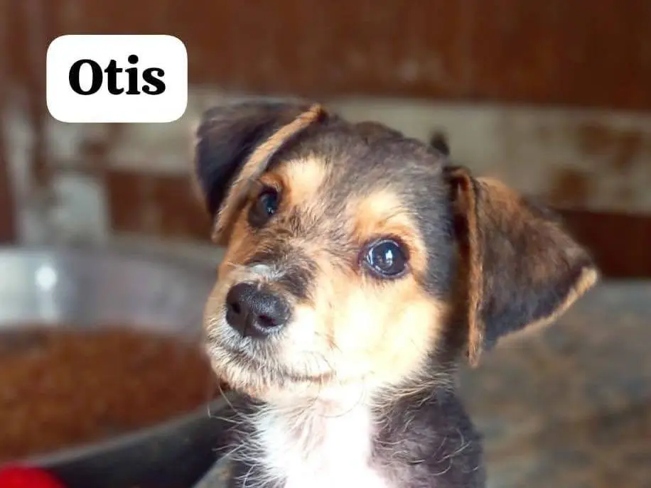 Adotta un cane, maschio, 2 mesi, Reggio