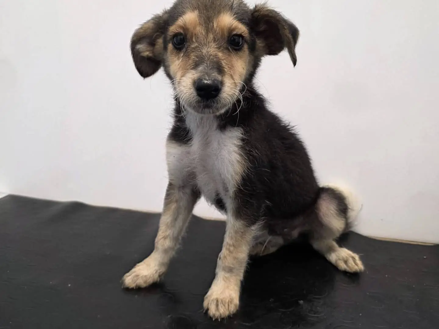 Adotta un cane, taglia media contenuta, maschio, Reggio