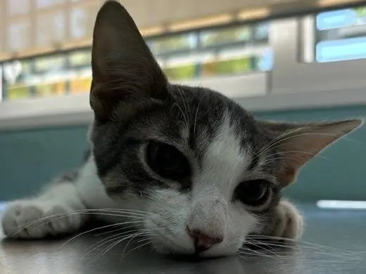 Adozione gatto, maschio, Razza sconosciuta Razza sconosciuta, 4 mesi, taglia non valida, Milano