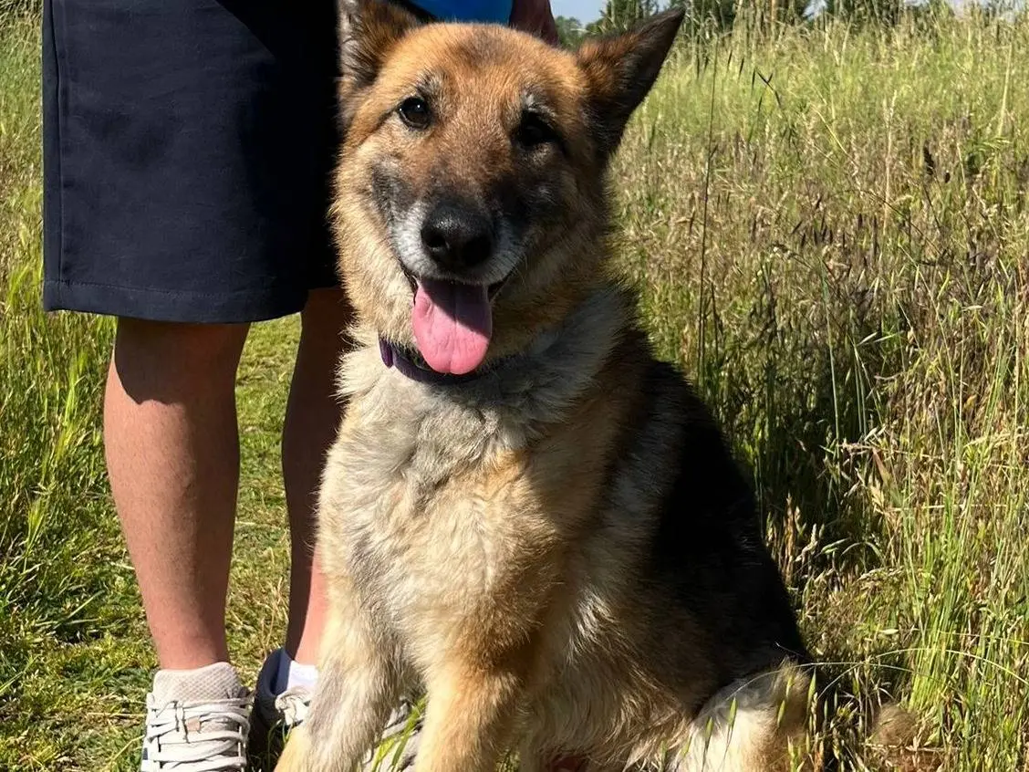 Vuoi adottare un cane a Milano?