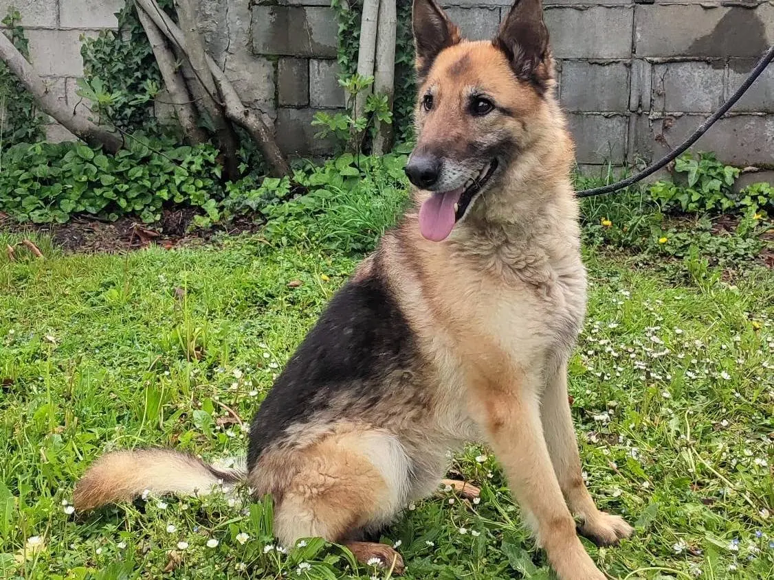 Adotta il cane CICCILLO a Milano