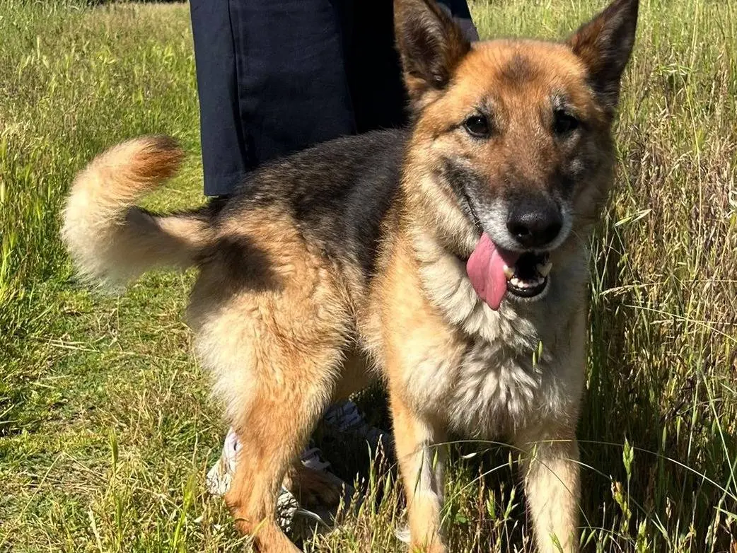 Adotta un cane, maschio, 8 anni e 7 mesi, Milano