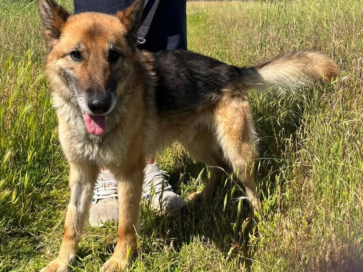 Adotta un cane, taglia grande, maschio, Milano
