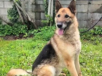 Adozione cane, maschio, Razza sconosciuta Razza sconosciuta, 8 anni e 7 mesi, taglia grande, Milano