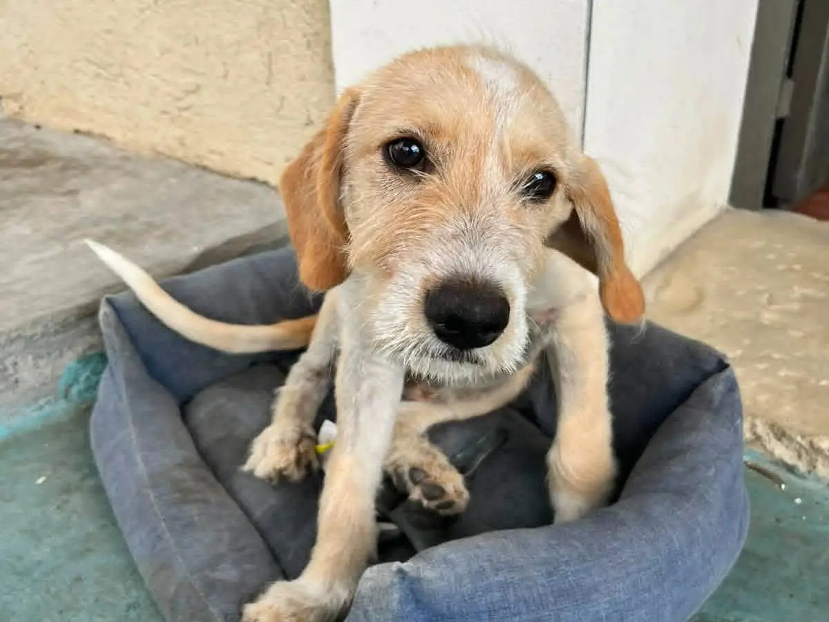 Adotta un cane, maschio, 8 mesi, Catania
