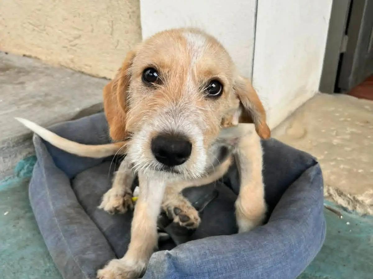 Adozione cane, maschio, Razza sconosciuta Razza sconosciuta, 8 mesi, taglia media contenuta, Catania