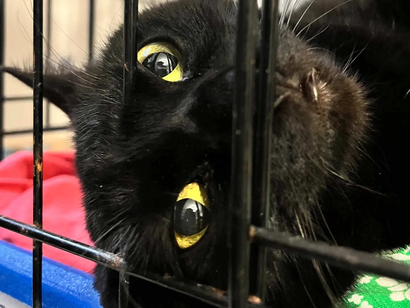 Adozione gatto, femmina, Razza sconosciuta Razza sconosciuta, 6 anni e 2 mesi, taglia non valida, Padova
