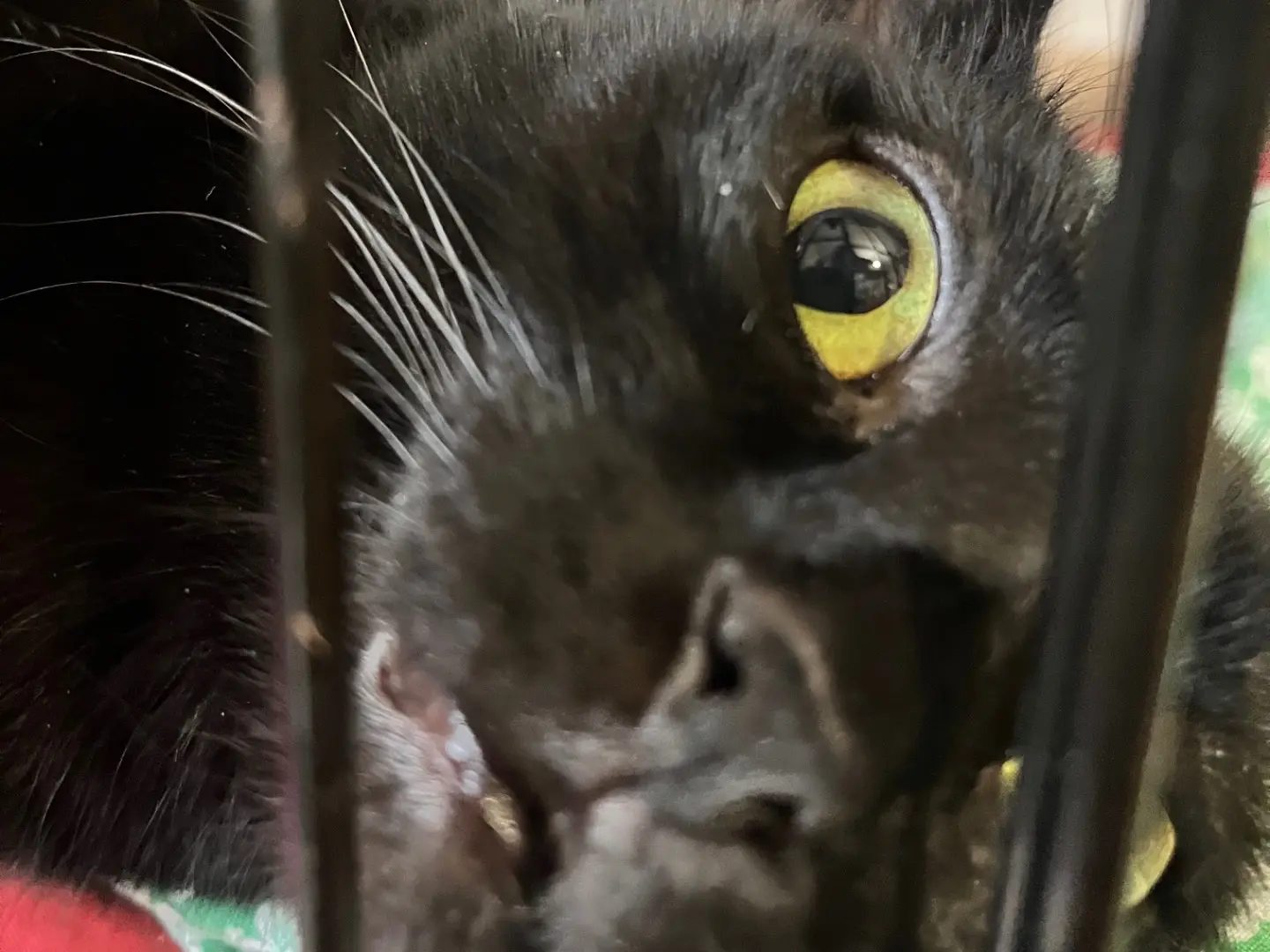 Adotta un gatto, femmina, 6 anni e 2 mesi, Padova