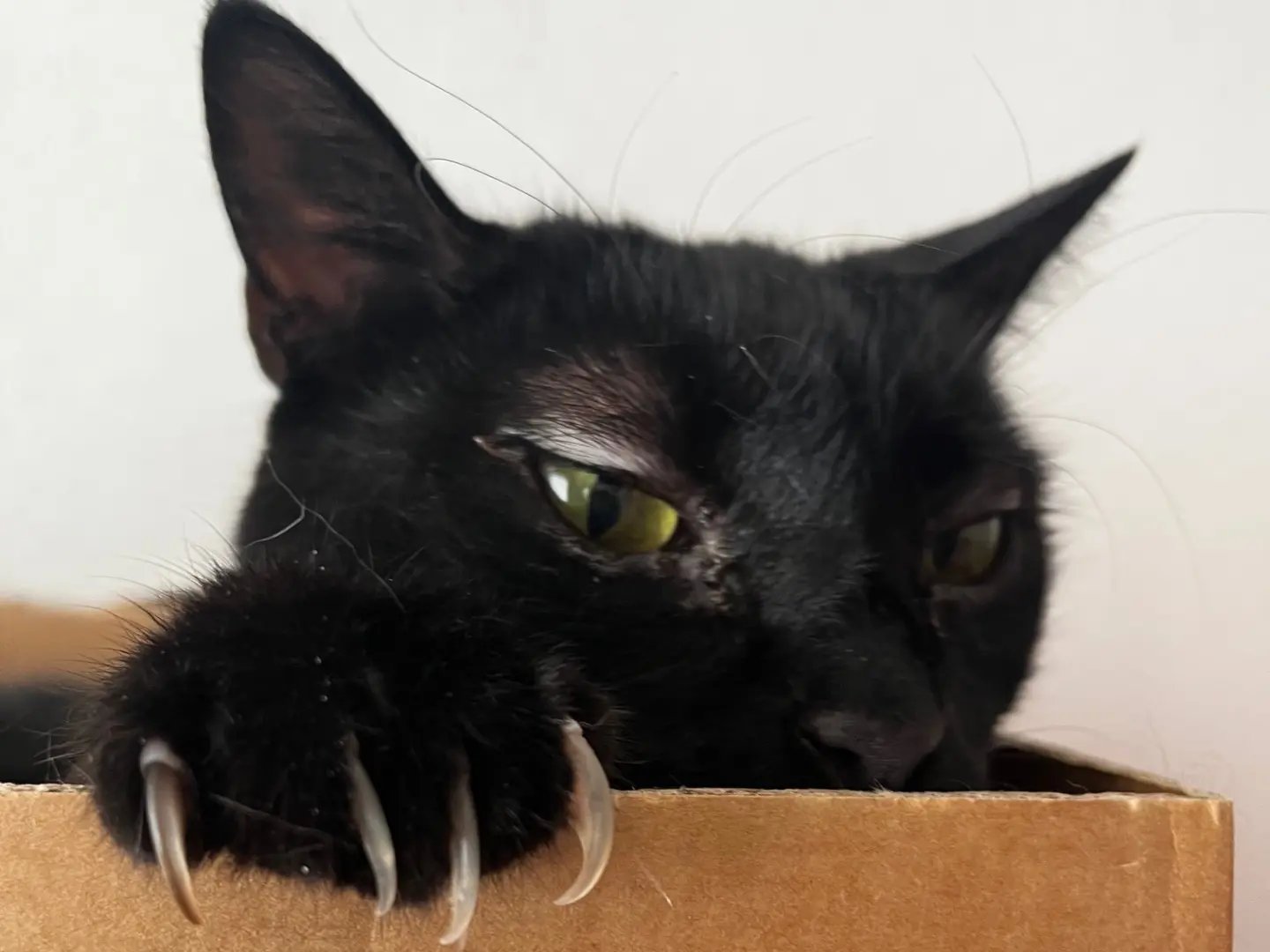 Adotta un gatto, taglia non valida, femmina, Padova