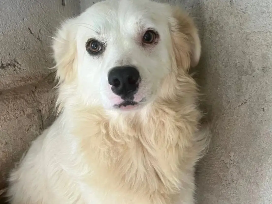Adozione cane, femmina, Razza sconosciuta Razza sconosciuta, 4 anni e 8 mesi, taglia media, Vibo