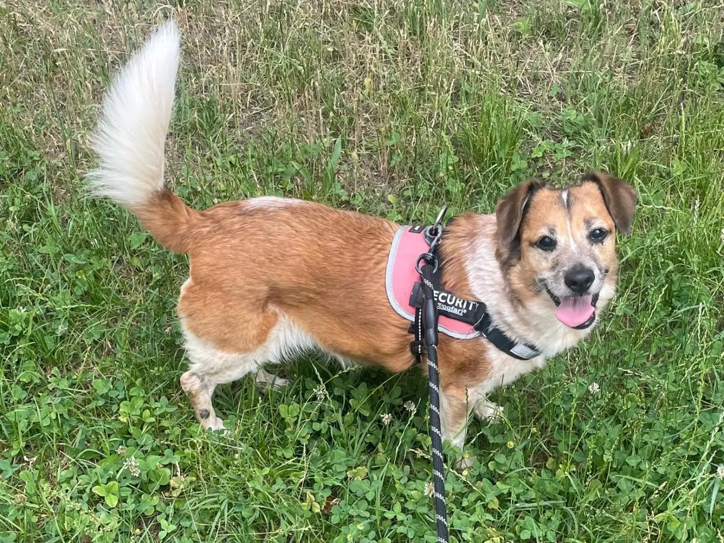 Adozione cane, femmina, Razza sconosciuta Razza sconosciuta, 10 anni e 10 mesi, taglia media contenuta, Milano