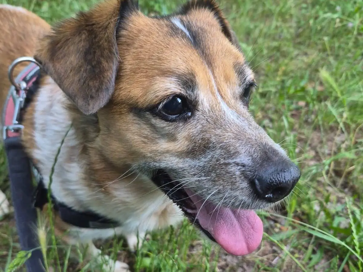 Adotta un cane, femmina, 10 anni e 10 mesi, Milano