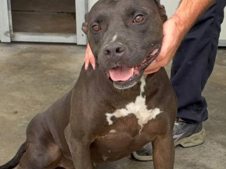 Adozione cane, femmina, Pitbull Razza sconosciuta, 2 anni e 3 mesi, taglia media, Ragusa