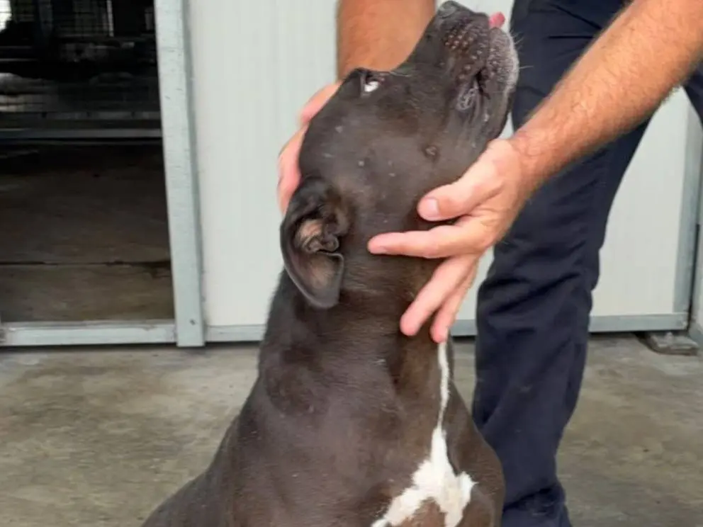 Adotta un cane, femmina, 2 anni e 3 mesi, Ragusa