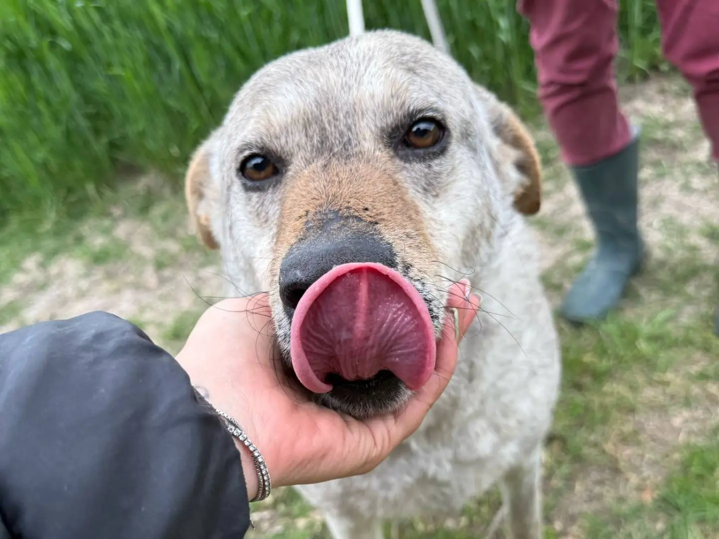 Adotta il cane Misty a Matera