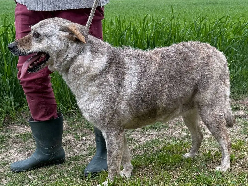 Adotta un cane, femmina, 5 anni e 2 mesi, Matera