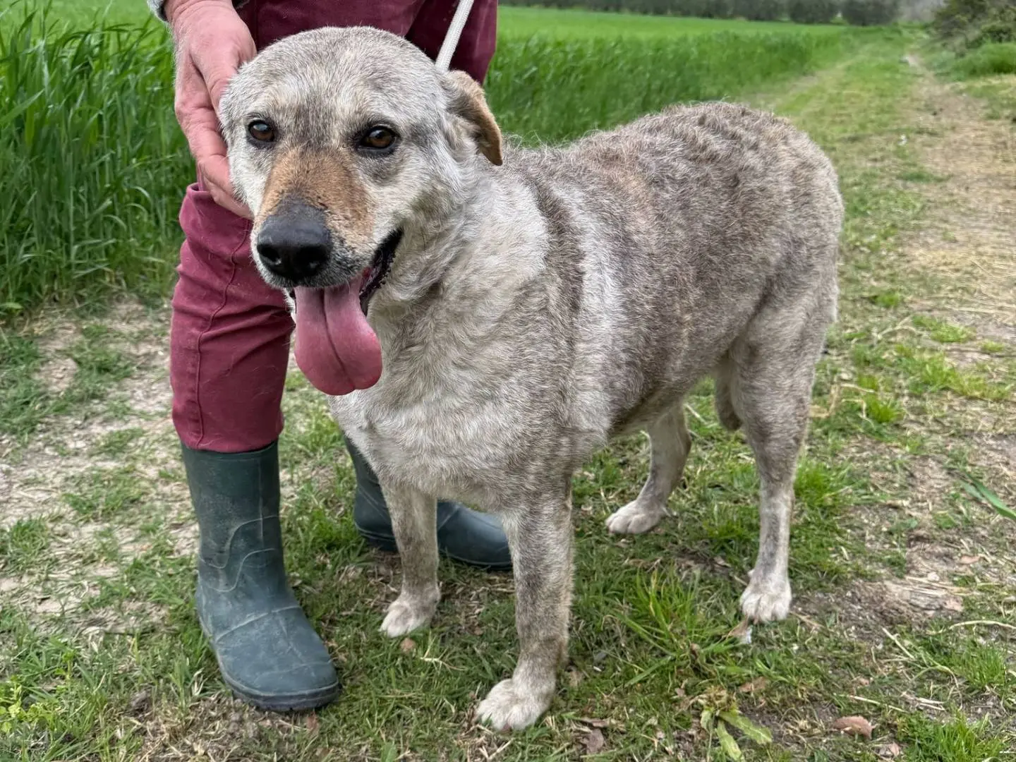 Adotta un cane, taglia grande, femmina, Matera