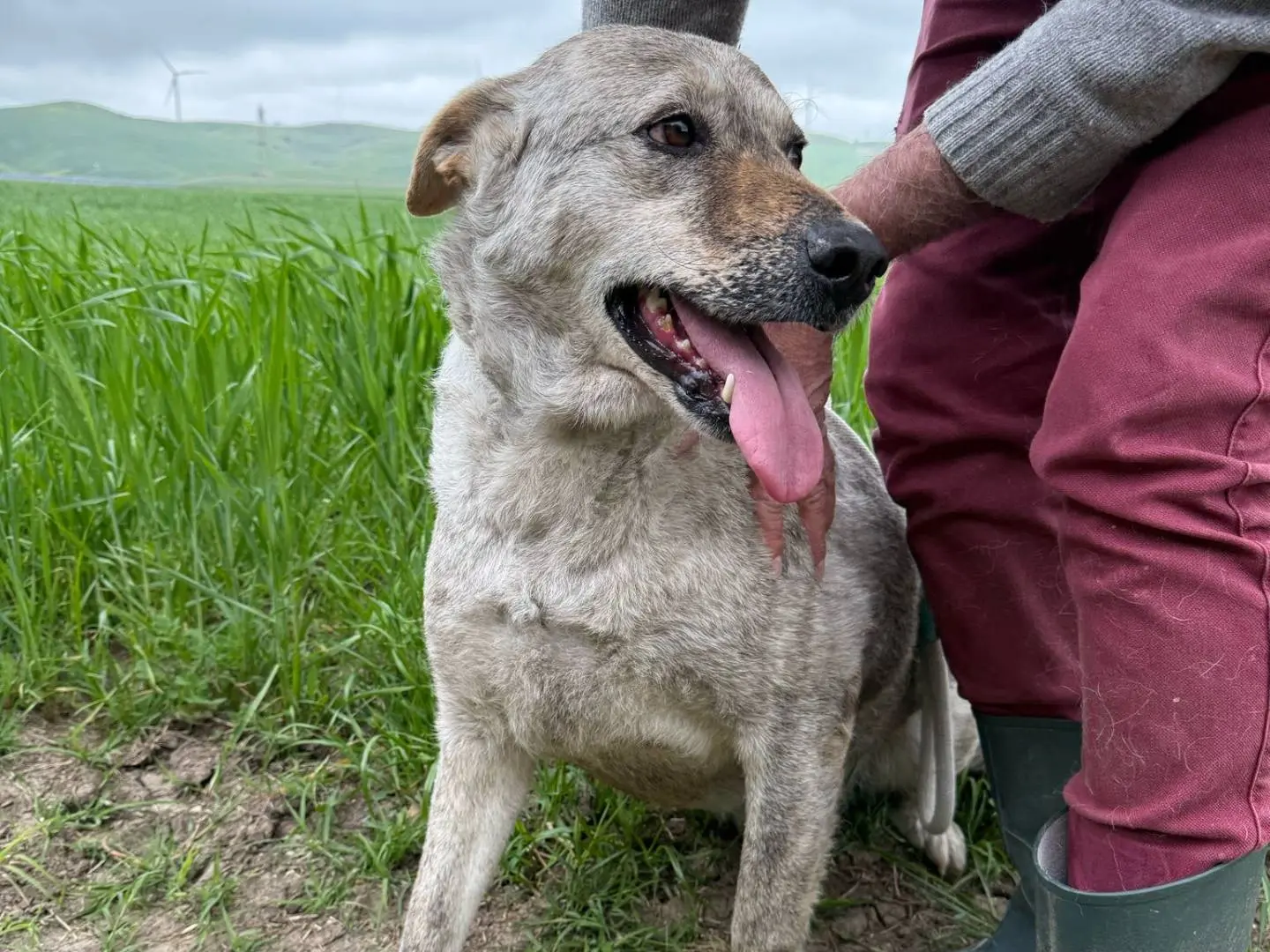 Vuoi adottare un cane a Matera?