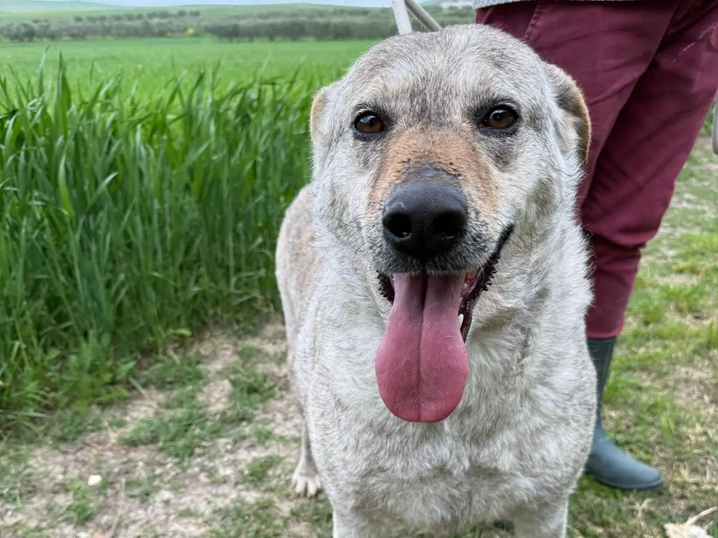 Adozione cane, femmina, Razza sconosciuta Razza sconosciuta, 5 anni e 2 mesi, taglia grande, Matera