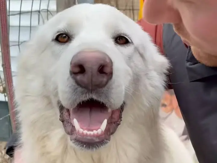 Adozione cane, femmina, Pastore maremmano Razza sconosciuta, 2 anni e 5 mesi, taglia grande, Potenza