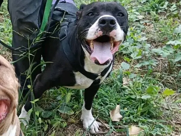 Adozione cane, femmina, Pointer Razza sconosciuta, 4 anni, taglia media, Cremona