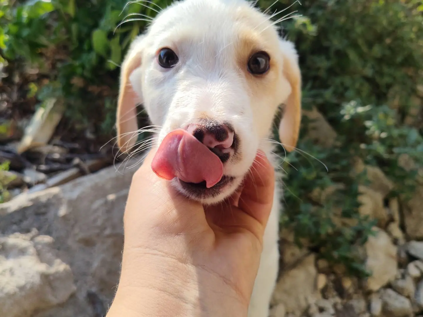 Adozione cane, femmina, Razza sconosciuta Razza sconosciuta, 5 mesi, taglia media contenuta, Catanzaro