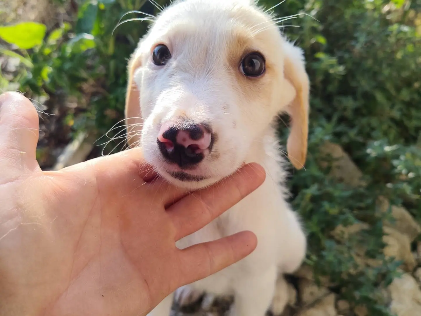 Adotta un cane, femmina, 5 mesi, Catanzaro