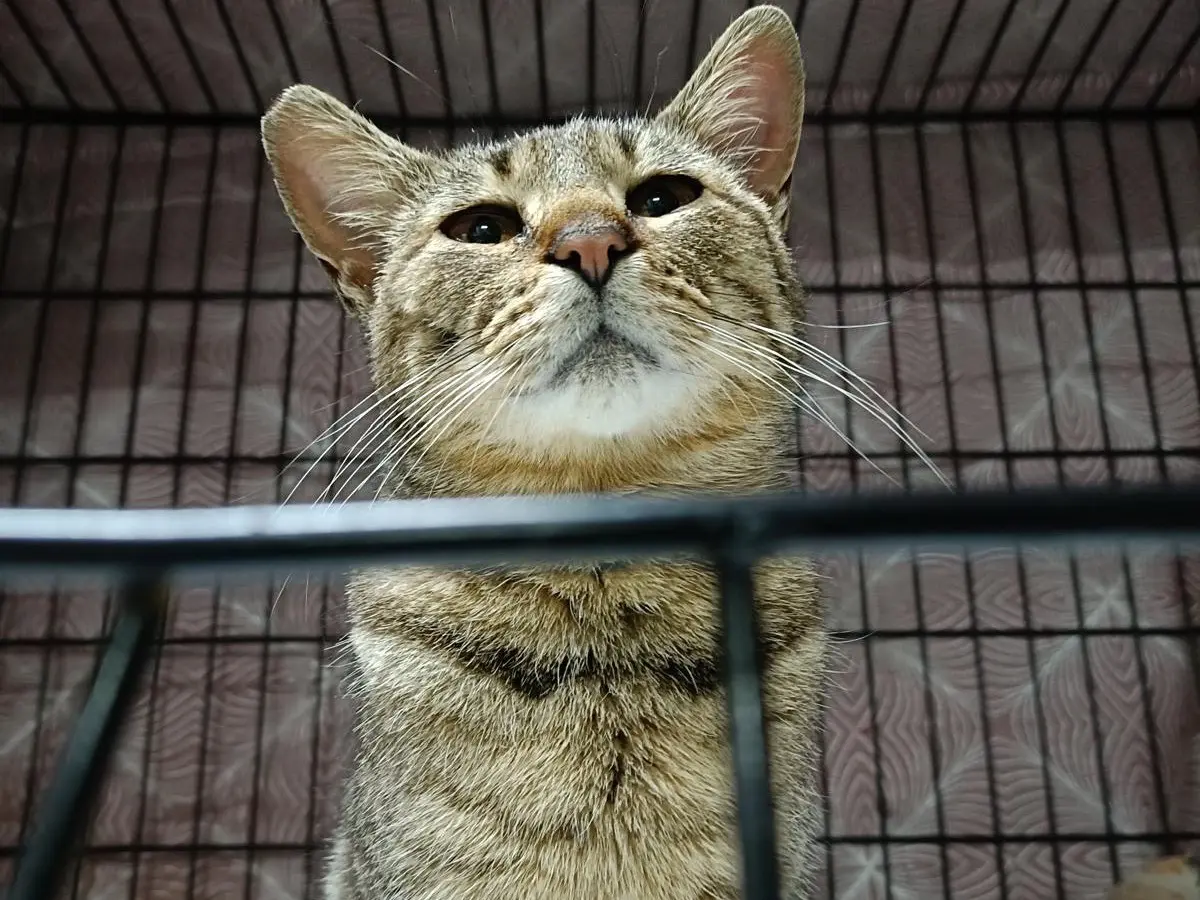 Adotta un gatto, femmina, 3 anni e 5 mesi, Perugia