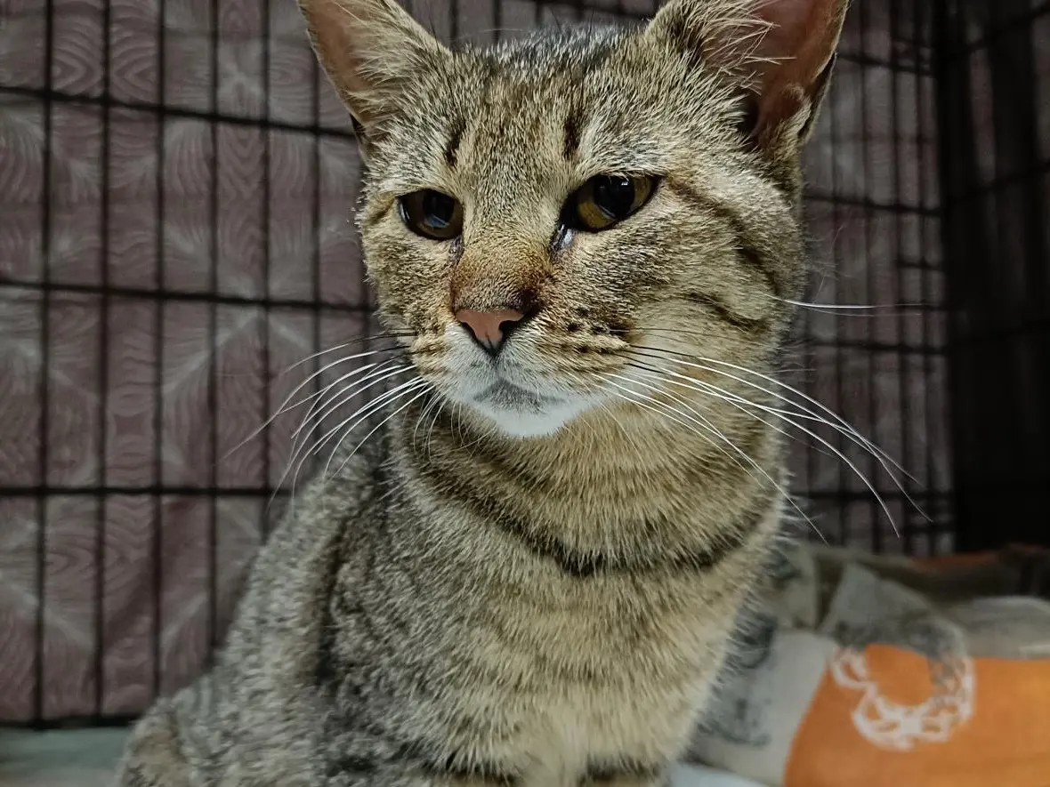 Adozione gatto, femmina, Razza sconosciuta Razza sconosciuta, 3 anni e 5 mesi, taglia non valida, Perugia