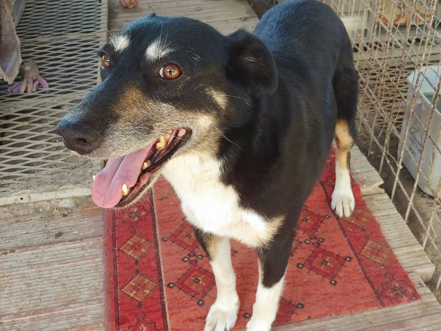 Vuoi adottare un cane a Messina?