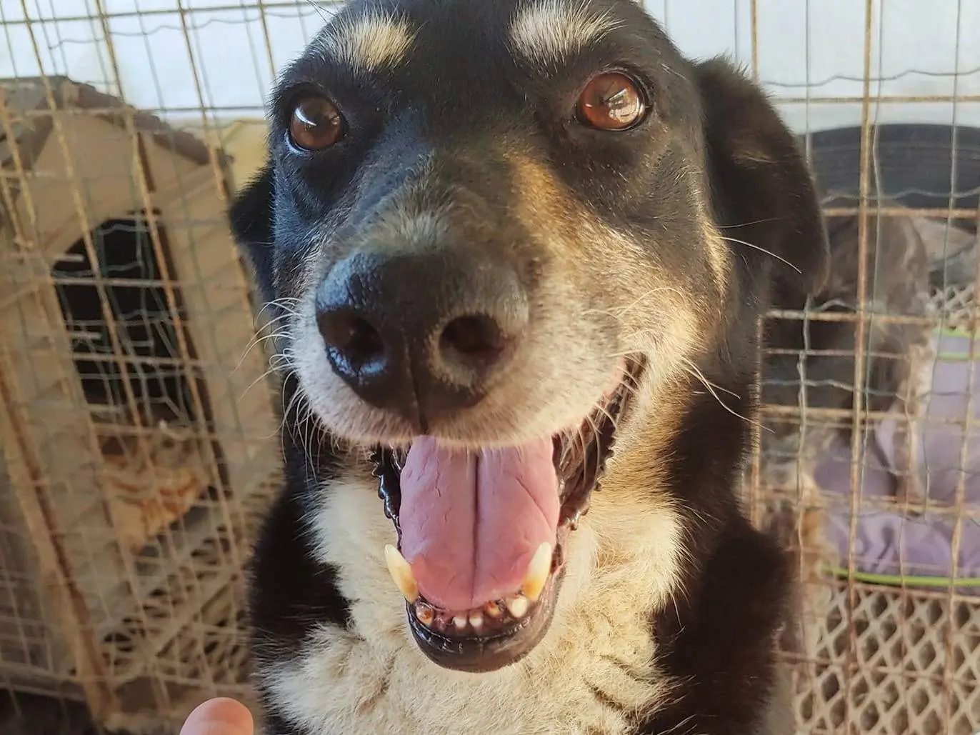Adotta un cane, taglia media, femmina, Messina