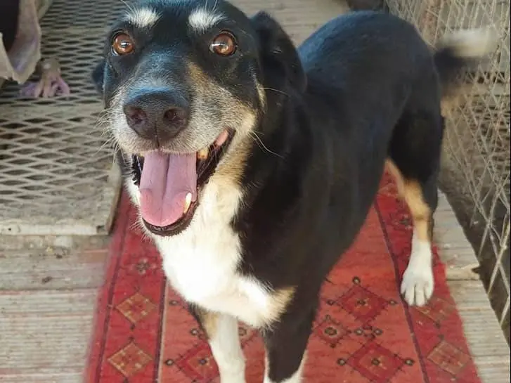 Adotta un cane, femmina, 13 anni e 5 mesi, Messina