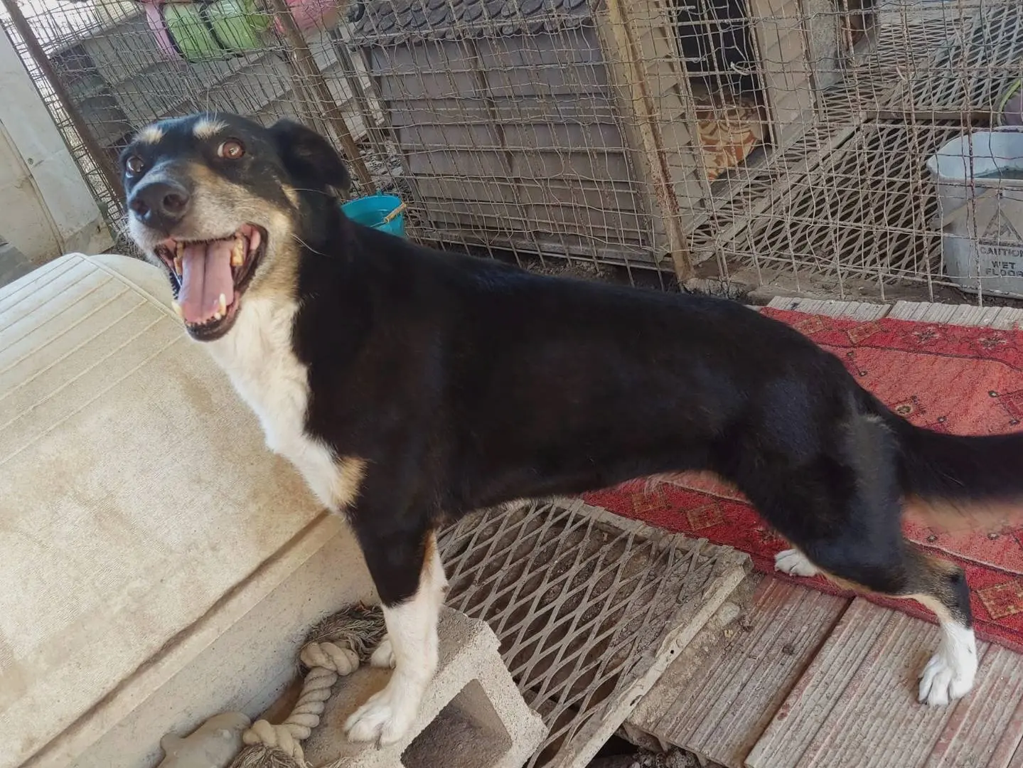 Adozione cane, femmina, meticcio, 13 anni e 5 mesi, taglia media, Messina