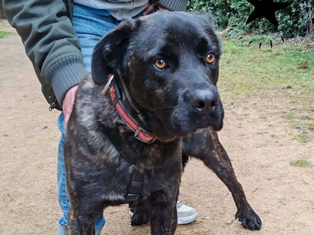 Foto 3 dell'animale