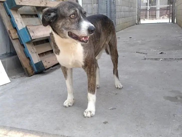 Adotta un cane, maschio, 10 anni e 11 mesi, Milano