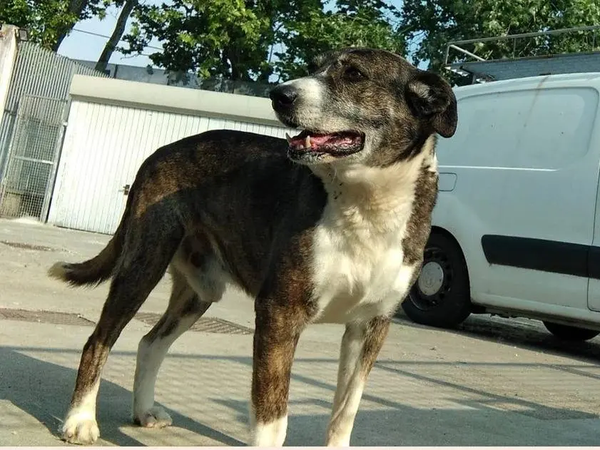 Vuoi adottare un cane a Milano?
