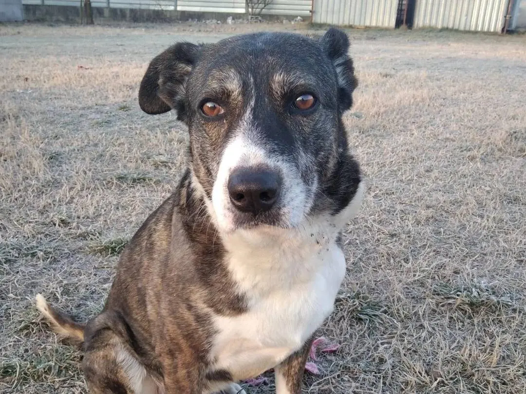 Adozione cane, maschio, meticcio, 10 anni e 11 mesi, taglia grande, Milano