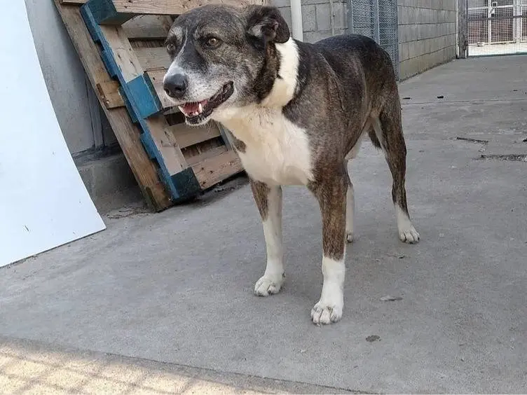 Adotta un cane, taglia grande, maschio, Milano