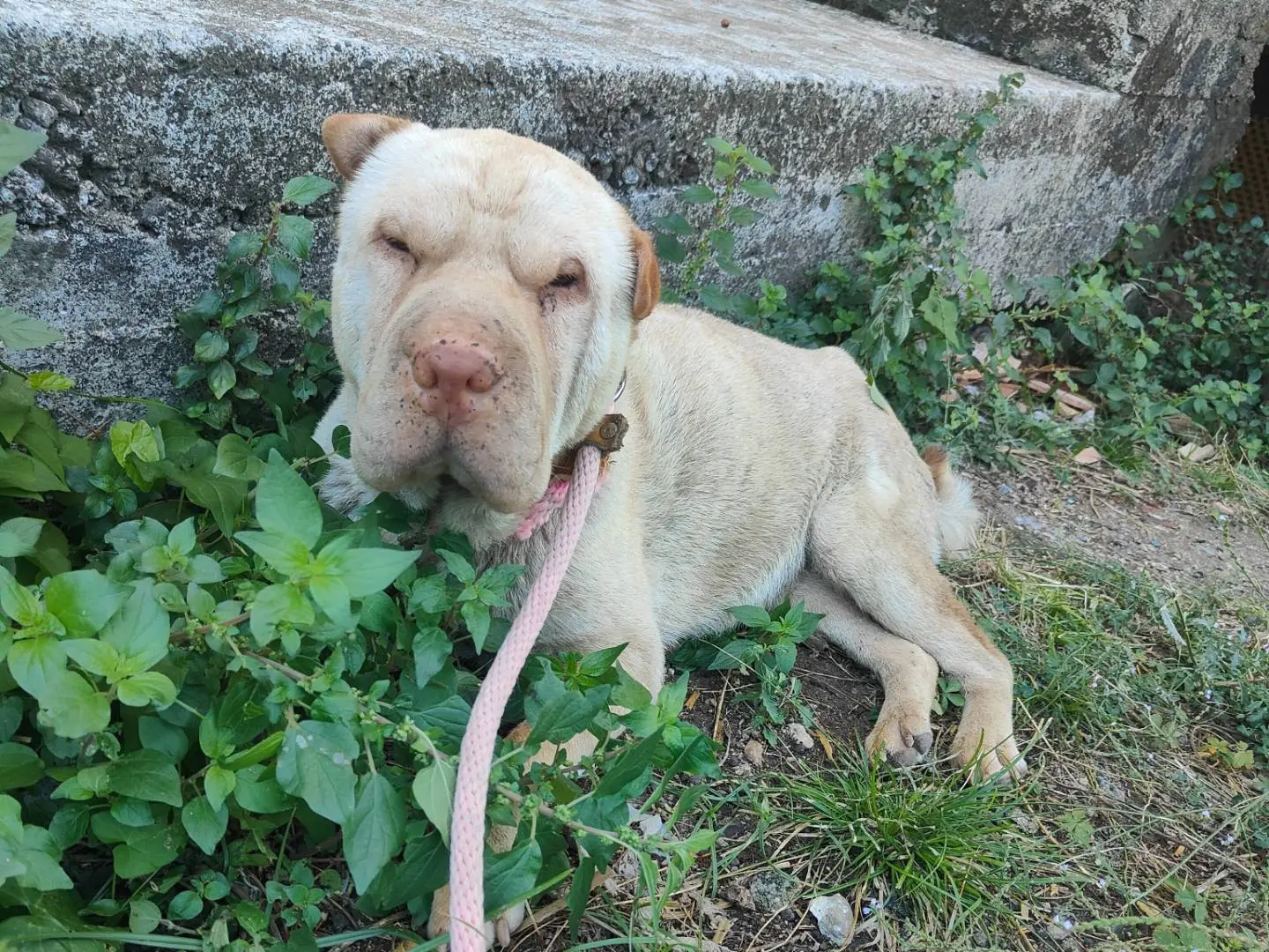 Adotta un cane, femmina, 3 anni e 5 mesi, Vibo