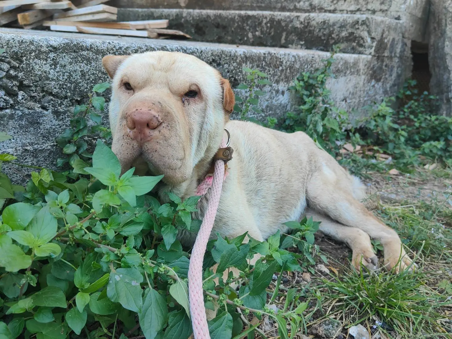 Adozione cane, femmina, Shar Pei Razza sconosciuta, 3 anni e 5 mesi, taglia media contenuta, Vibo