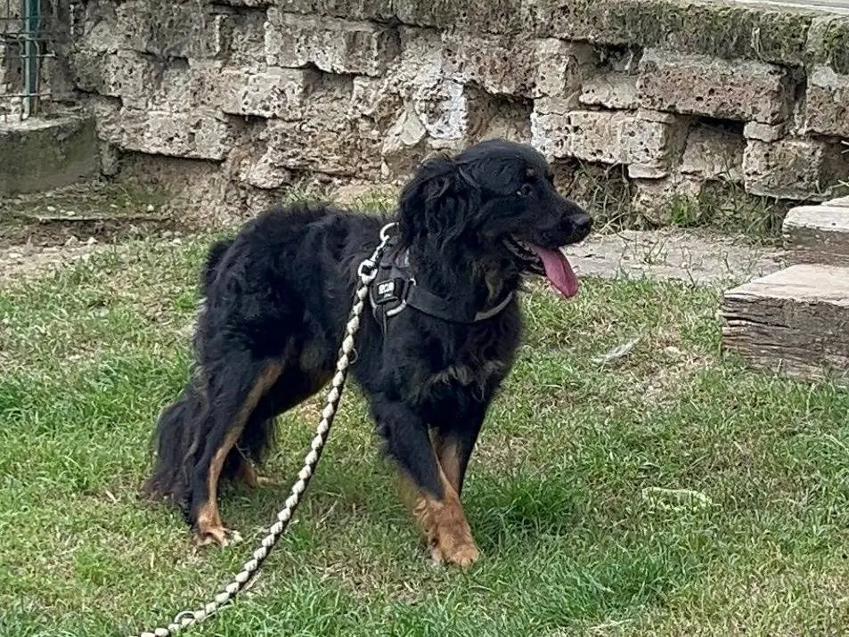 Foto 2 dell'animale