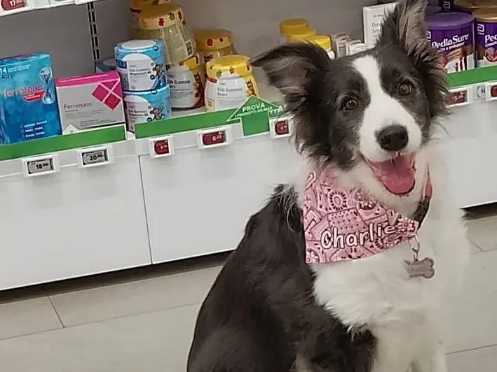 Adozione cane, femmina, Border Collie Razza sconosciuta, 8 anni e 3 mesi, taglia media contenuta, Bergamo