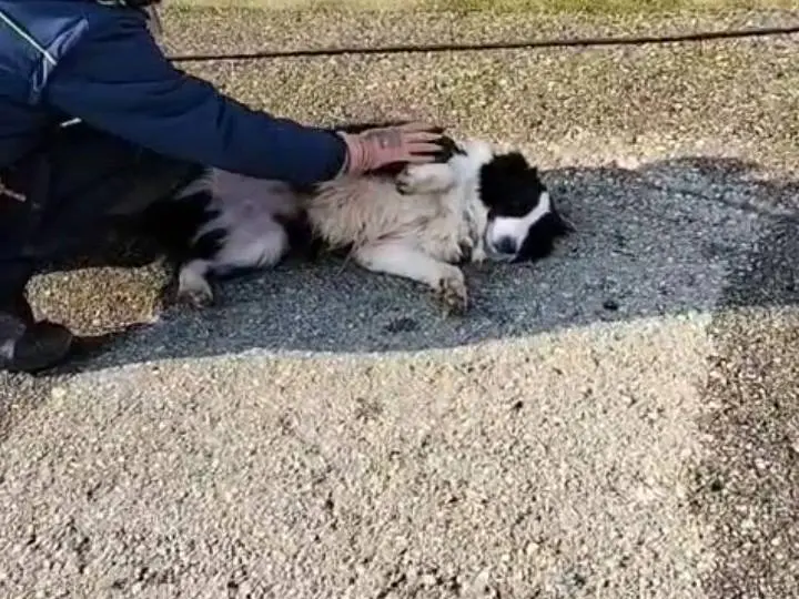 Adotta un cane, femmina, 8 anni e 3 mesi, Bergamo