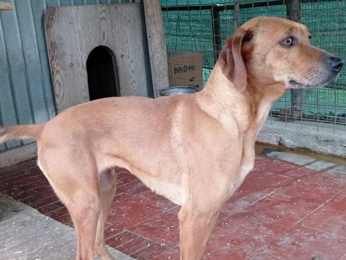 Adozione cane, femmina, Segugio Razza sconosciuta, 6 anni e 9 mesi, taglia media contenuta, Savona
