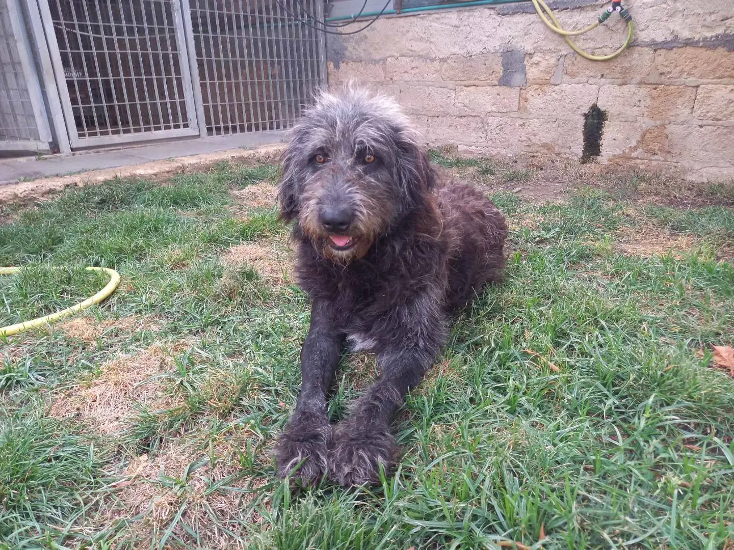 Adotta un cane, taglia grande, femmina, Catania
