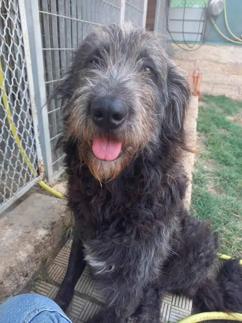 Adotta un cane, femmina, 6 anni e 1 mese, Catania