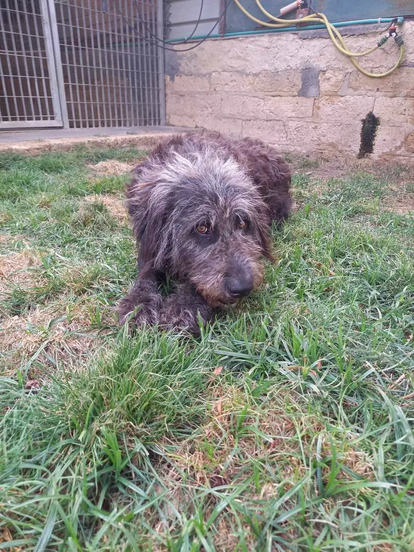 Vuoi adottare un cane a Catania?